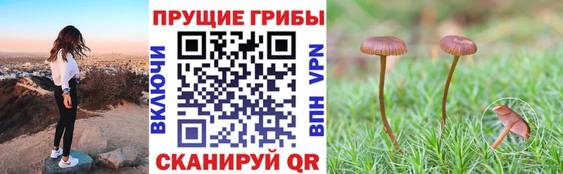 Купить где  Палласовка  Галлюциногенные грибы Psilocybe 