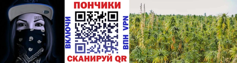 Купить закладки  Палласовка  Канабис семена 
